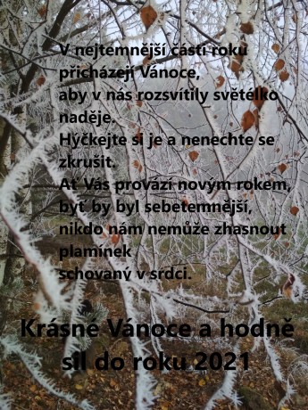 bříza_Vánoce
